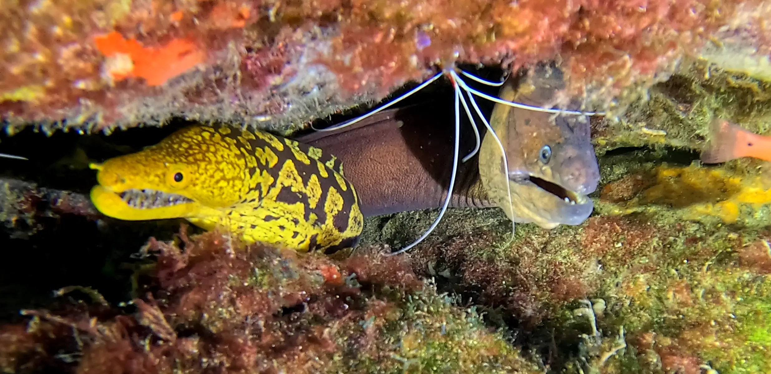Rolf's Cave dive site