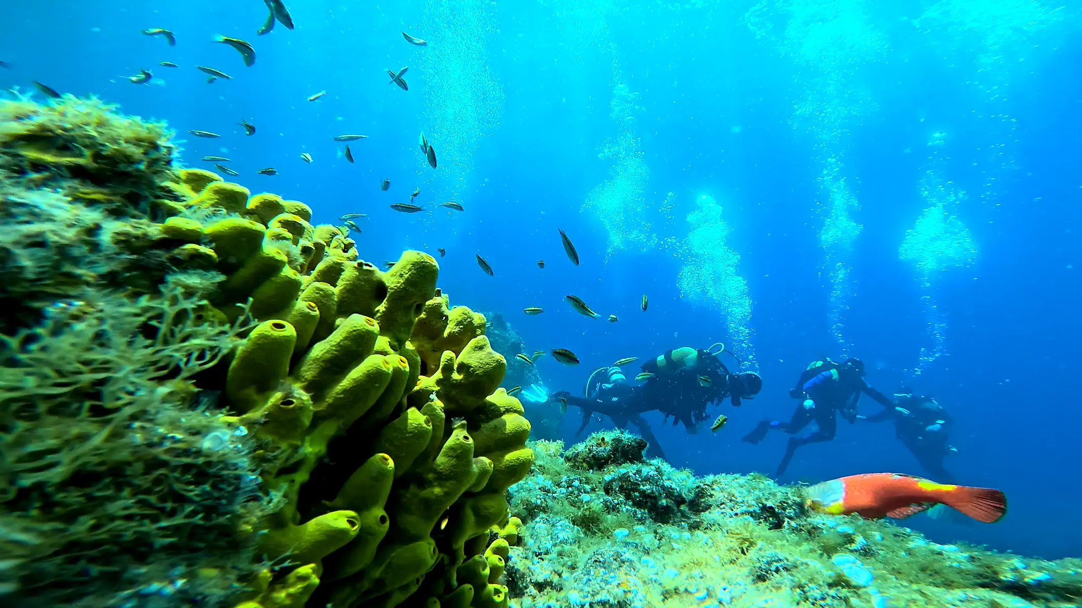 Try diving experience