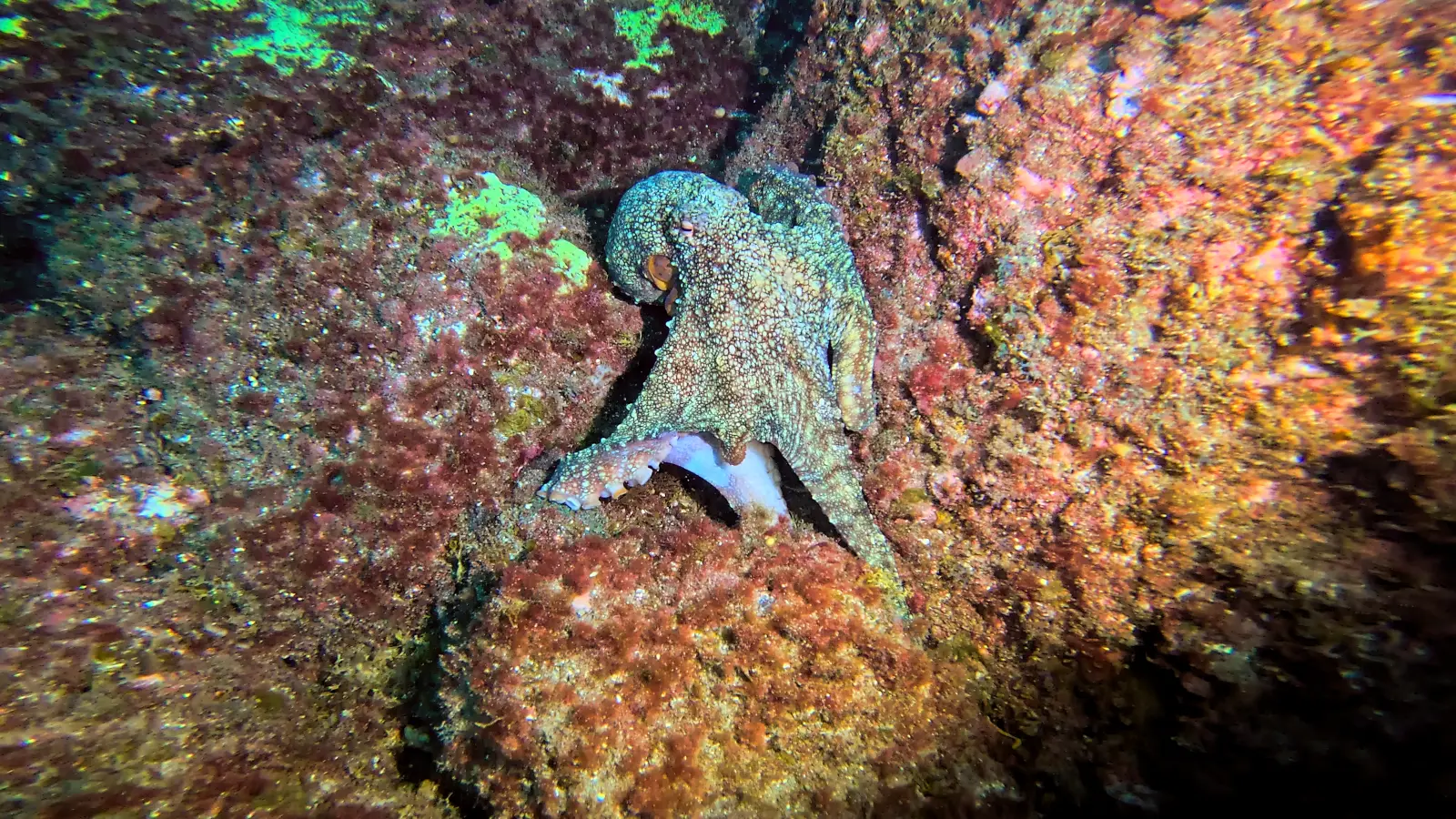 Octopus Cove dive site
