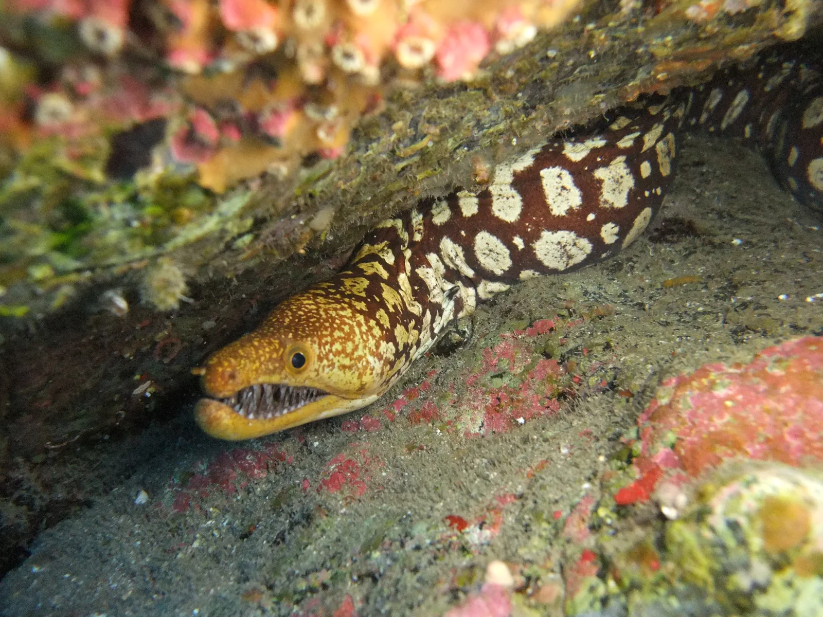 Certified divers on a boat dive